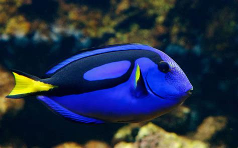 blue tang fish|Blue Tang Odd Discoloration and Sunken inSick, Emaciated, or .